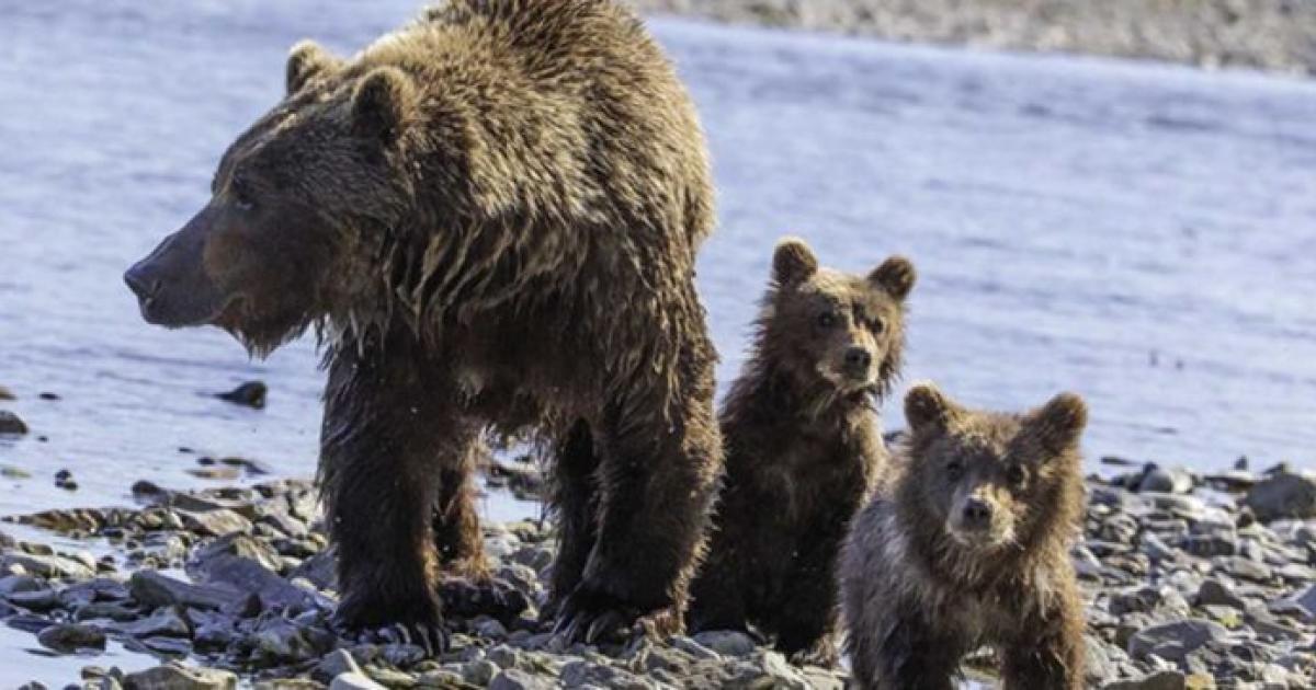 Salvar a los Osos y Lobos de la caza indiscriminada 