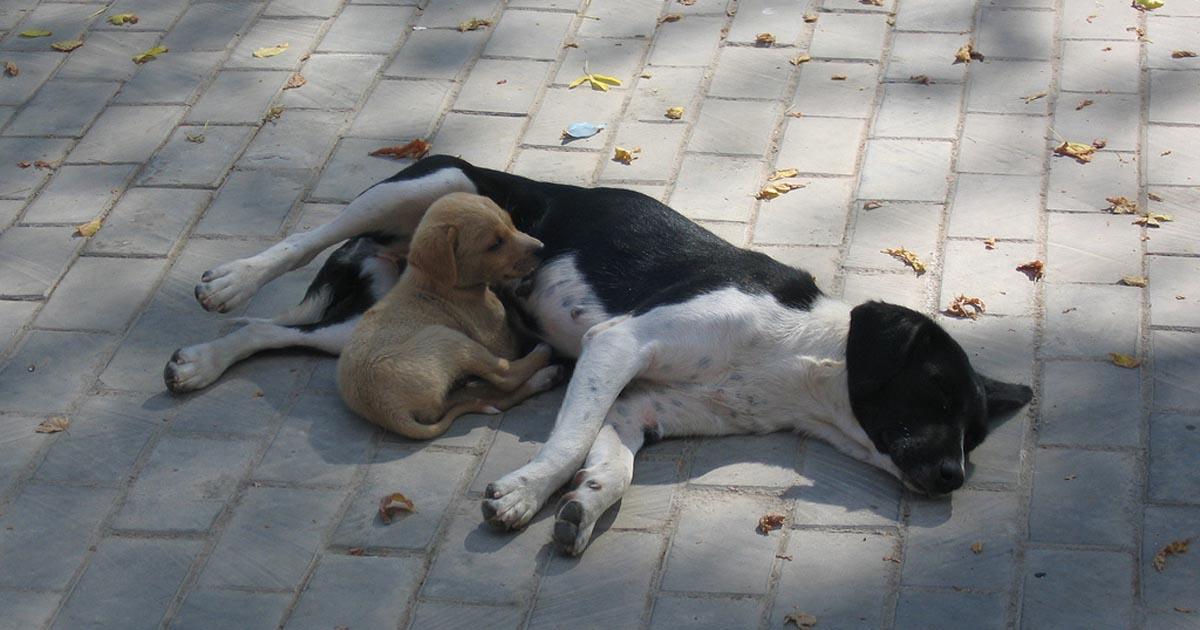 Esterilización gratis de perros y gatos