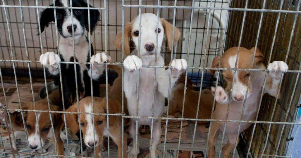 Utilisez l'argent des amendes d'abus envers les animaux pour améliorer les refuges pour animaux