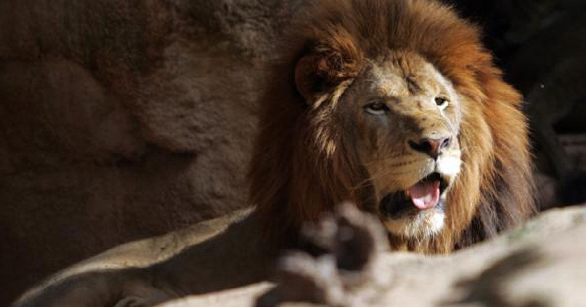 Cierren el Zoológico de Mayagüez