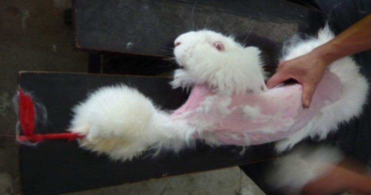 Arrêtez de torturer des lapins angora dans les fermes