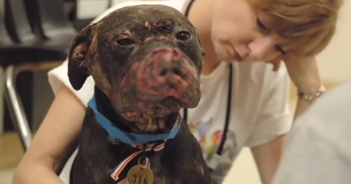 Salviamo gli animali dall'abbandono, l'abuso e combattimenti crudeli