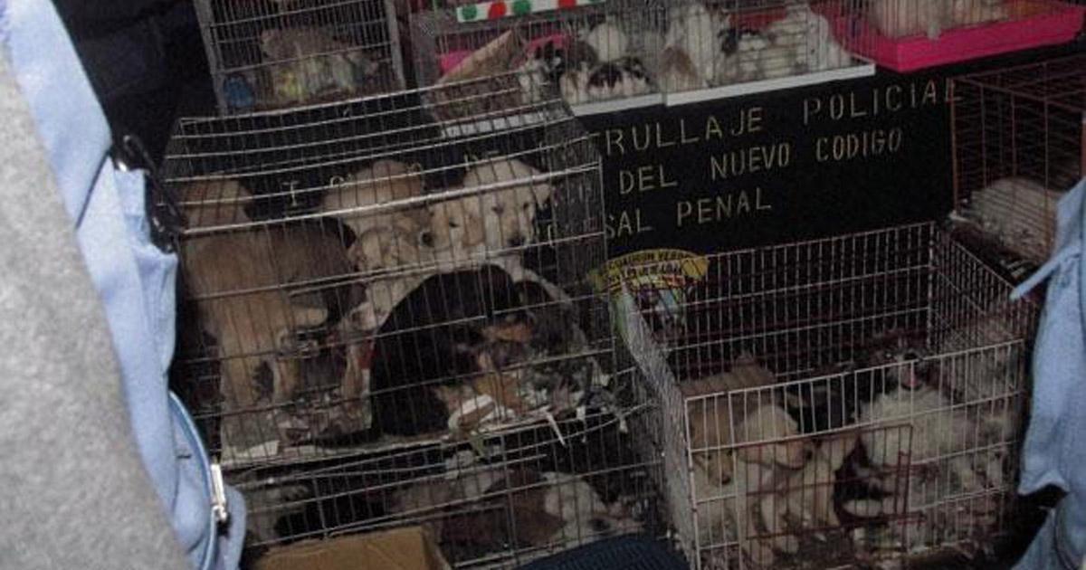 Prohíban el comercio de perros, gatos y otros animalitos en el Jr. Ayacucho cuadra 9 del Centro Histórico de Lima