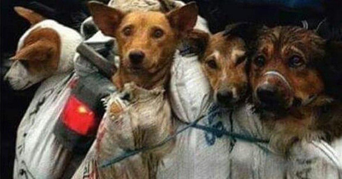 Pare com a crueldade dos cães na Índia