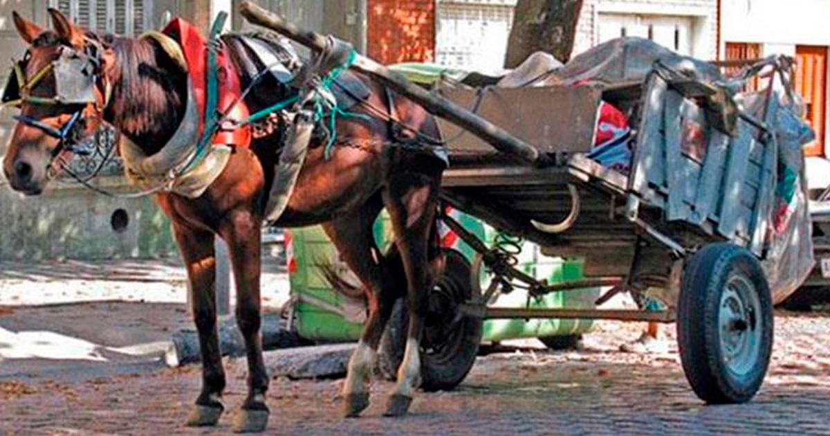 Plus de chevaux tirant des charrettes, sauvons les chevaux des mauvais traitements