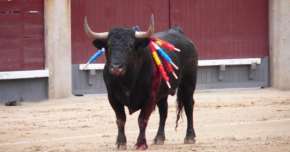 Let's stop bullfighting