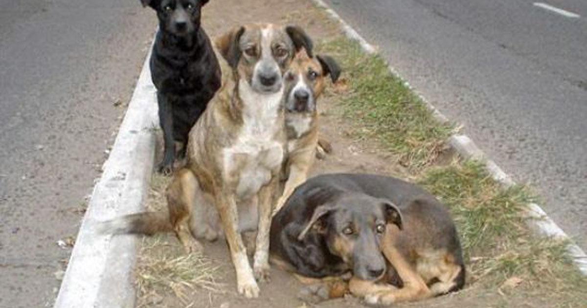 Solicitamos un albergue para perros callejeros