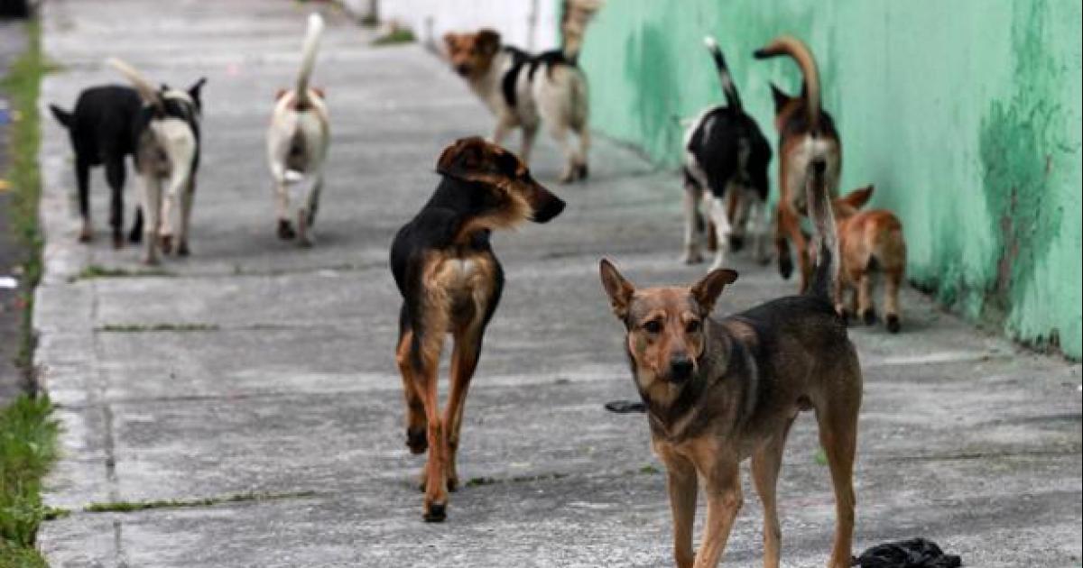 Salvemos a los perros abandonados