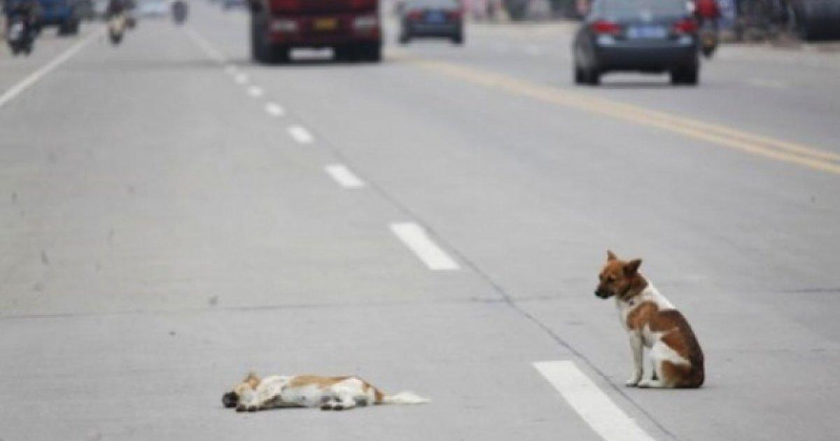 Promouvoir la peine pour les personnes qui quittent les chiens sur les routes