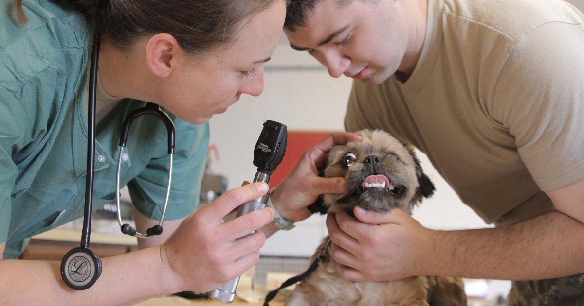 Crear Hospitales Públicos para Ayudar a los Perritos y Gatitos de la Calle 