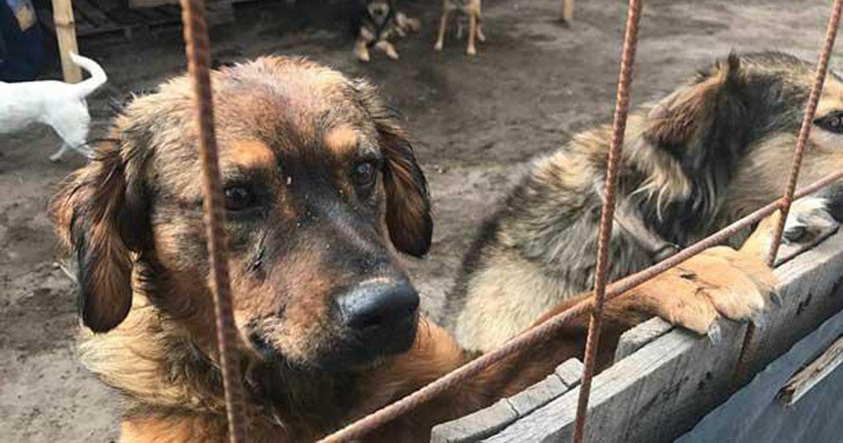 Un refugio para animales en situación de calle