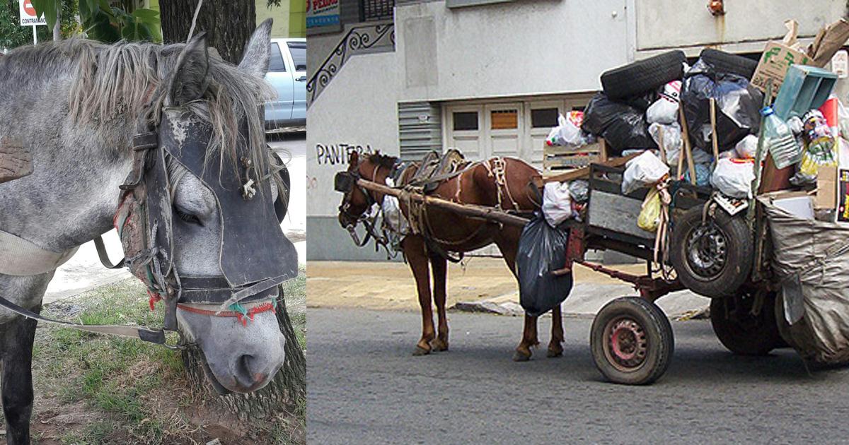 Que salga la ordenanza y se cumpla la Ley 14346, basta de tracción a sangre, basta de carros tirados por caballos