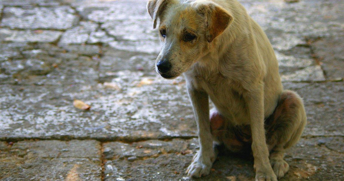 A Law to Send to Prison to Anyone who Abandon, Mistreat, or Kills an Animal