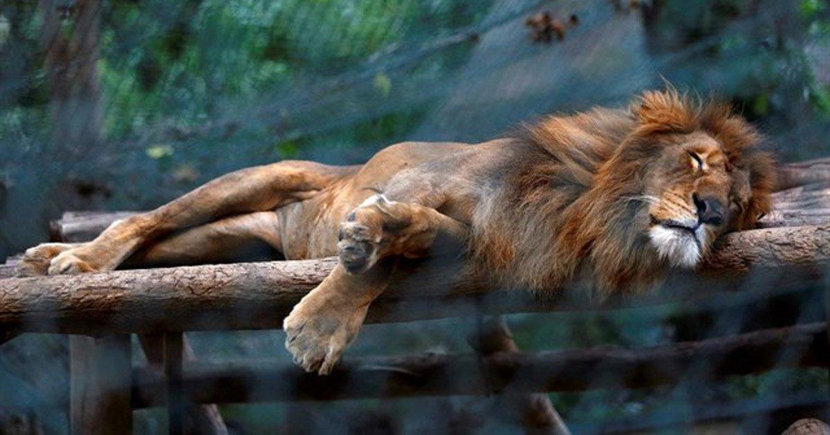 Save the animals from the Zoos in Venezuela, they are starving to death