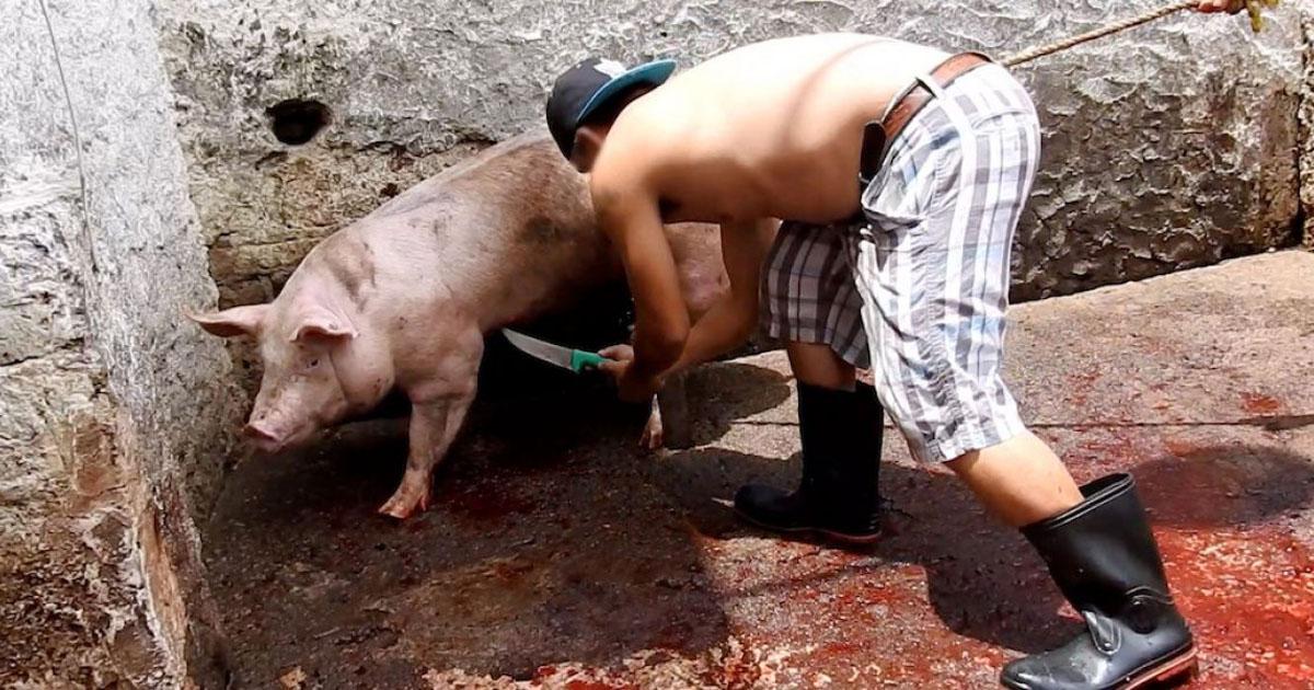 Acaben con la crueldad en lo mataderos de la República Mexicana. Muerte sin sufrimiento