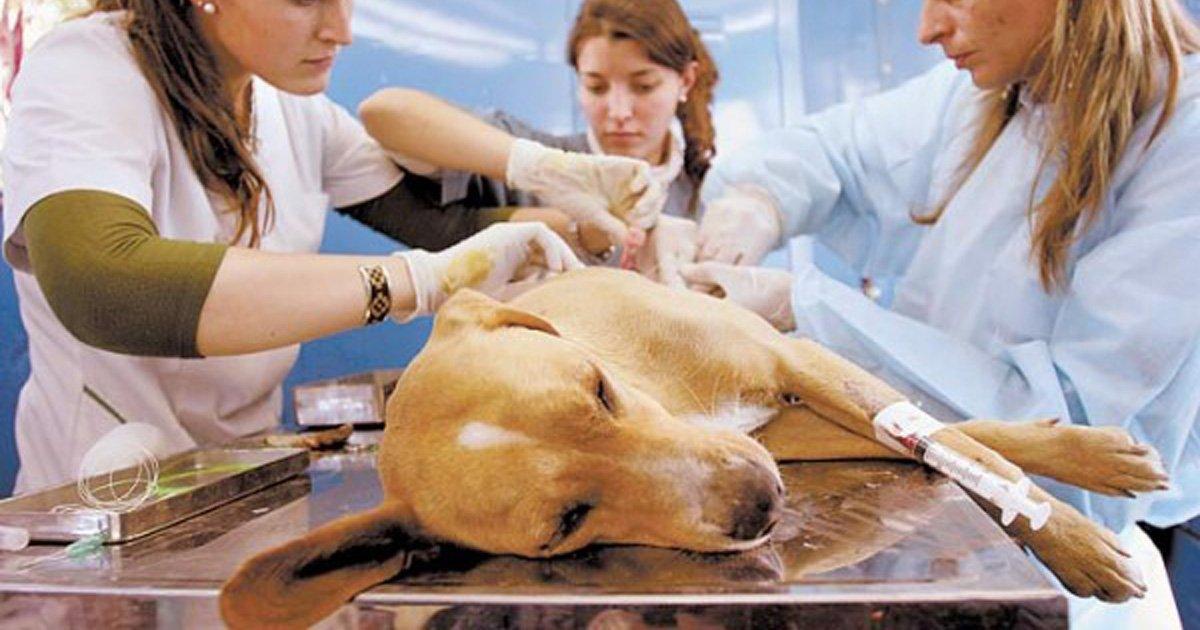 Sign this Petition to Continue Neutering in Cosquin, Cordoba