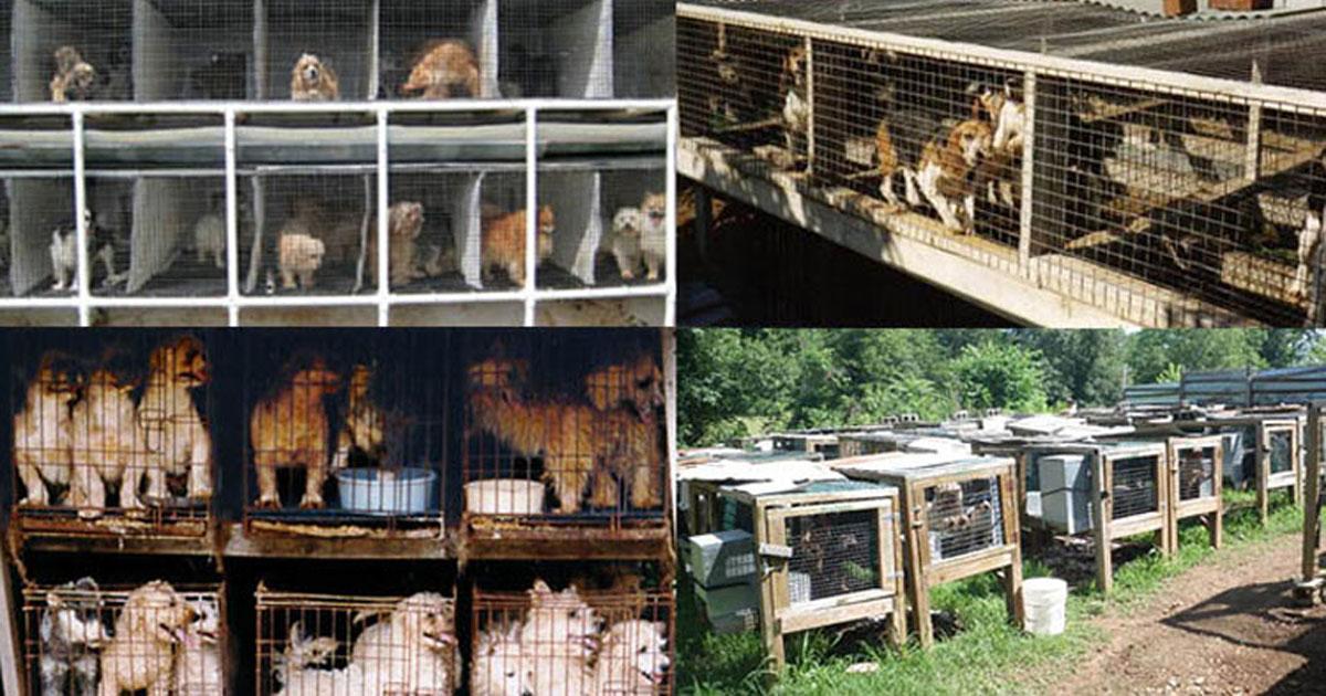 Prohíban la venta de animales en España