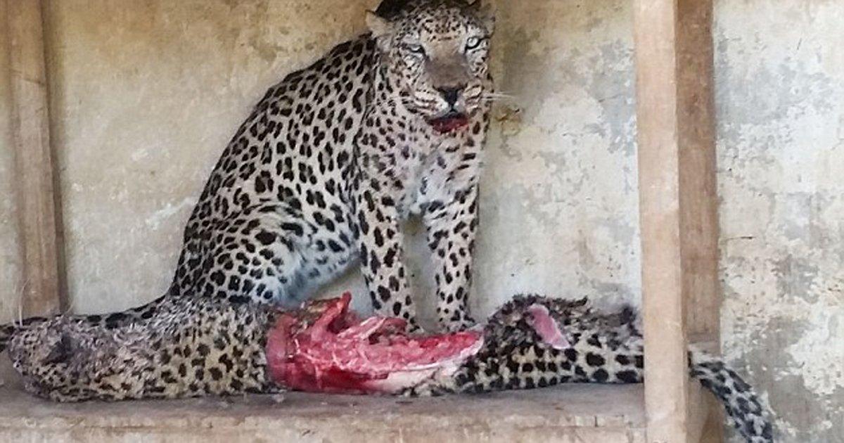 Sauver les animaux de ce zoo où ils se dévores entre eux pour survivre!
