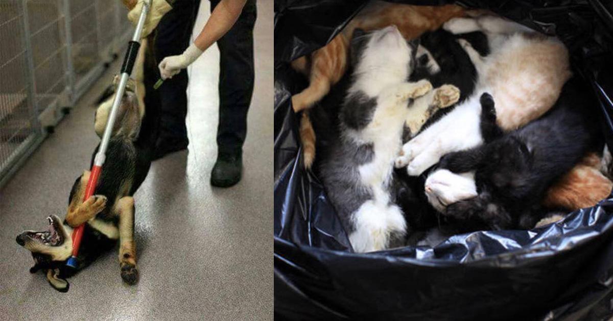 NO al exterminio de animales en las perreras municipales!