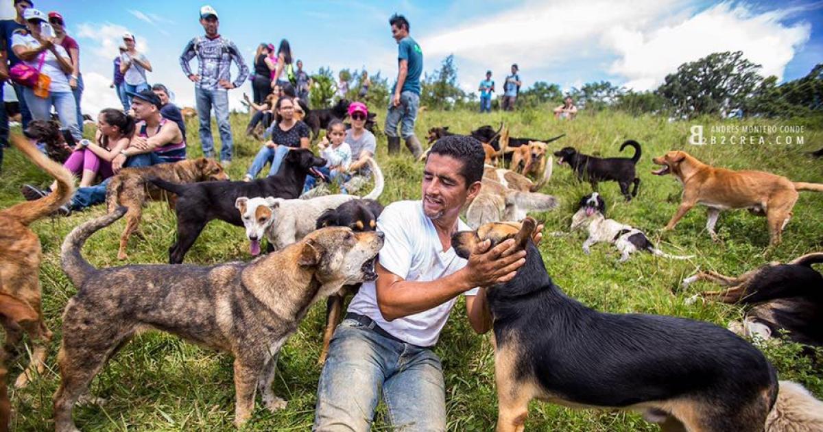 Refrain from disturbing the animal rescue work of the group Territorio de zaguates (no more dog poisoning)