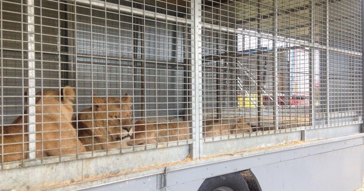 Chega de shows com leões no Circo Zavatta