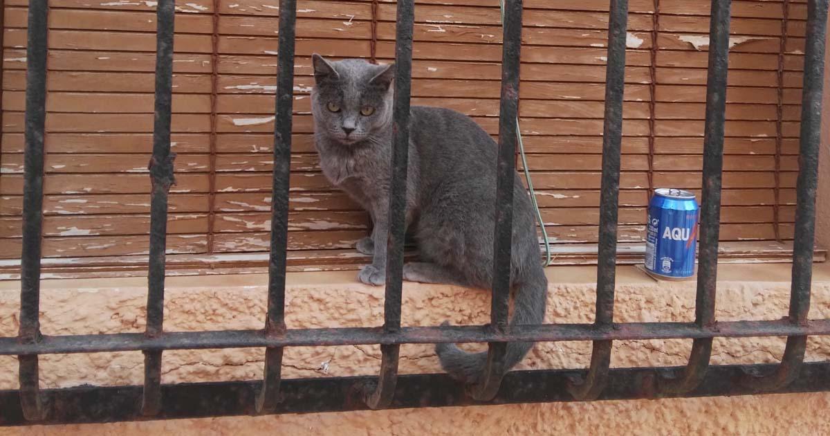 No abandonar los animales, sobretodo los gatos, pues se han formado colonias dónde estos pobres seres sufren enfermedades