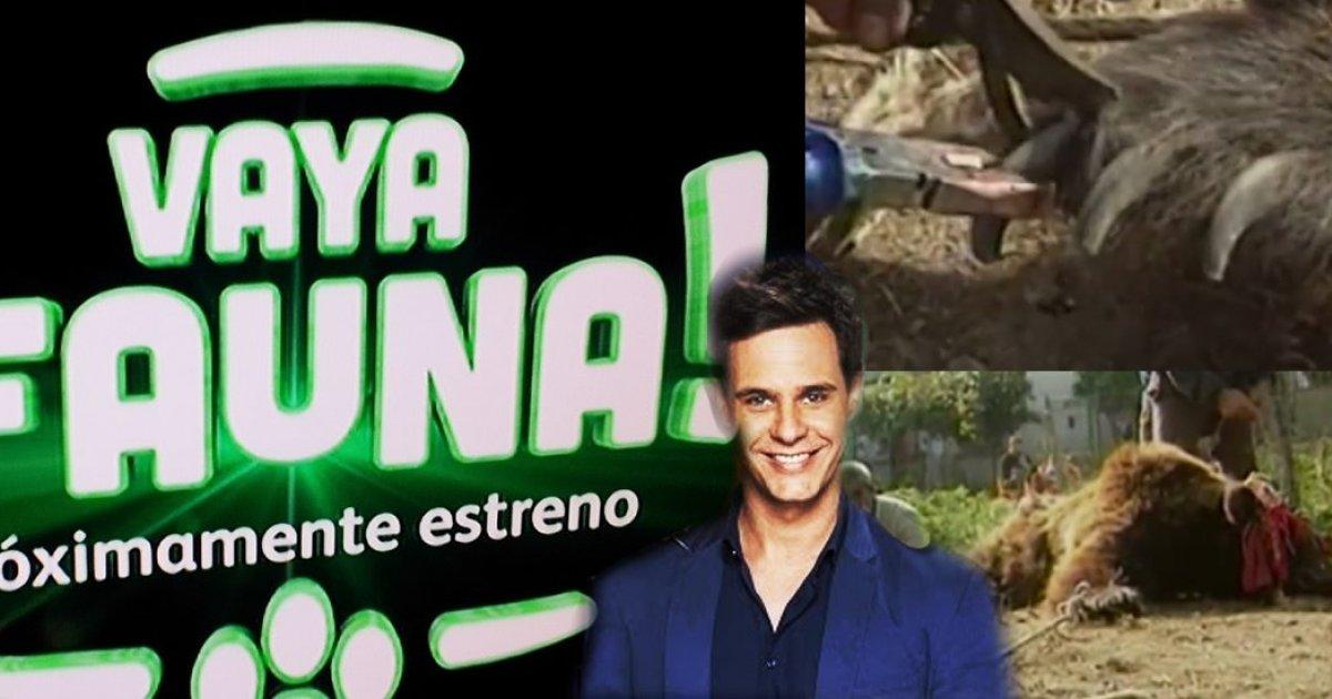 Diretores de Telecinco terminam o programa de TV Vaya Fauna