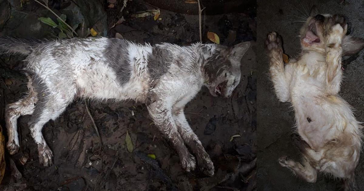 Punition des tueurs de chats abandonnés du refuge de chats à São Luís / MA