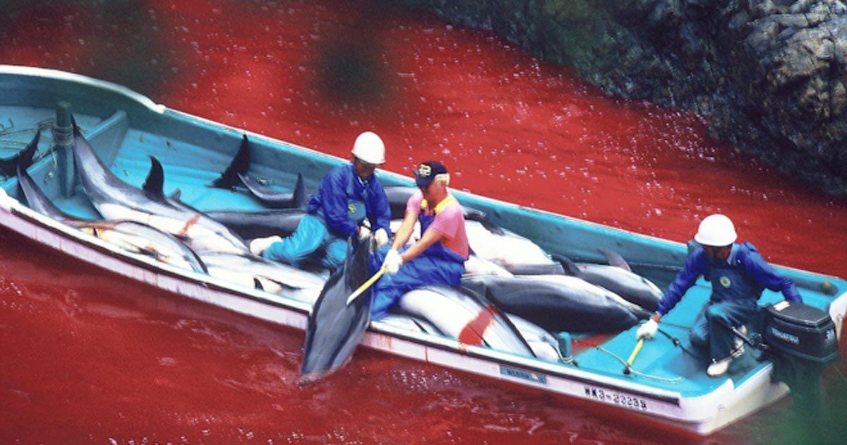 Unirnos para exigir que detengan la matanza de delfines en Japón