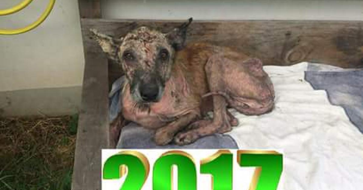 Castigar el abuso a los perros en la Isla Reunión