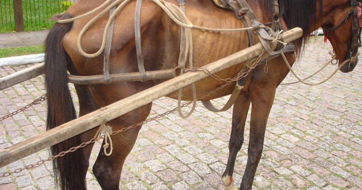 Fiscalización de carrozas tiradas por caballos