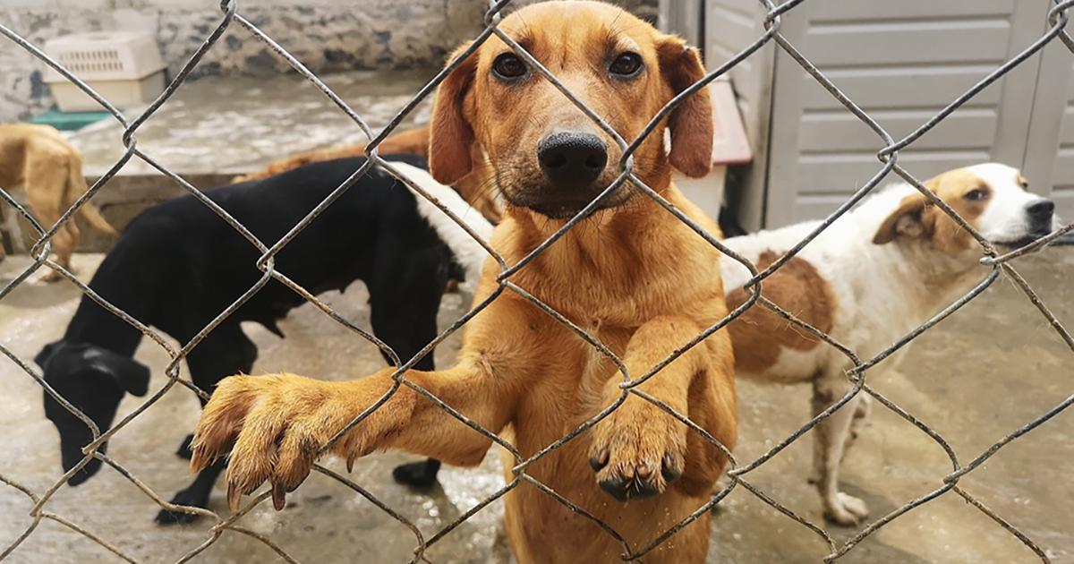 Que hagan una delegación animal