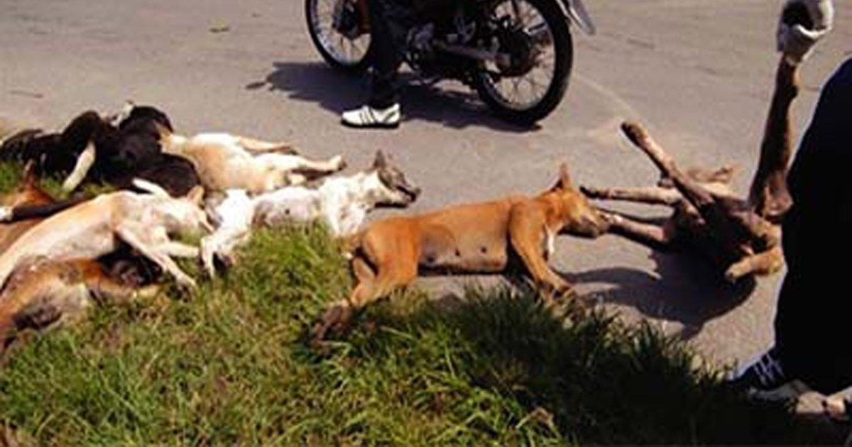 Stop the slaughter of stray dogs and cats in Algeria