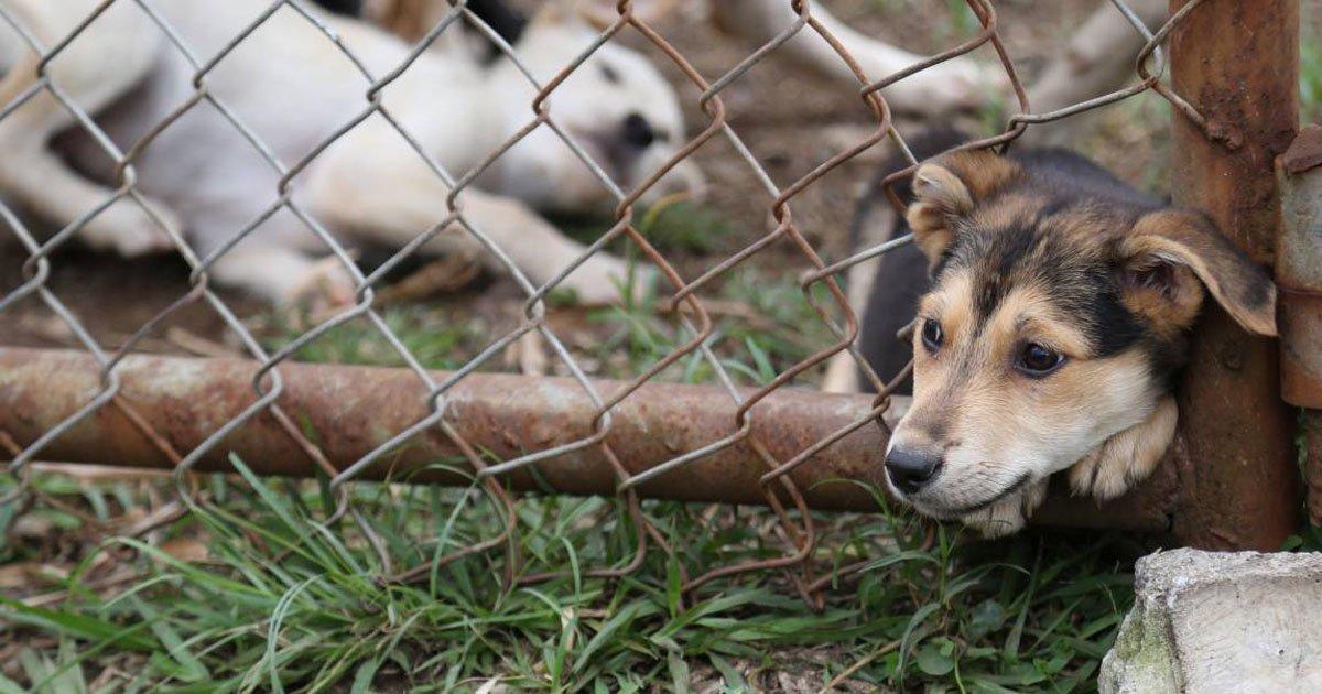 Maus-tratos de cães em Fisterra