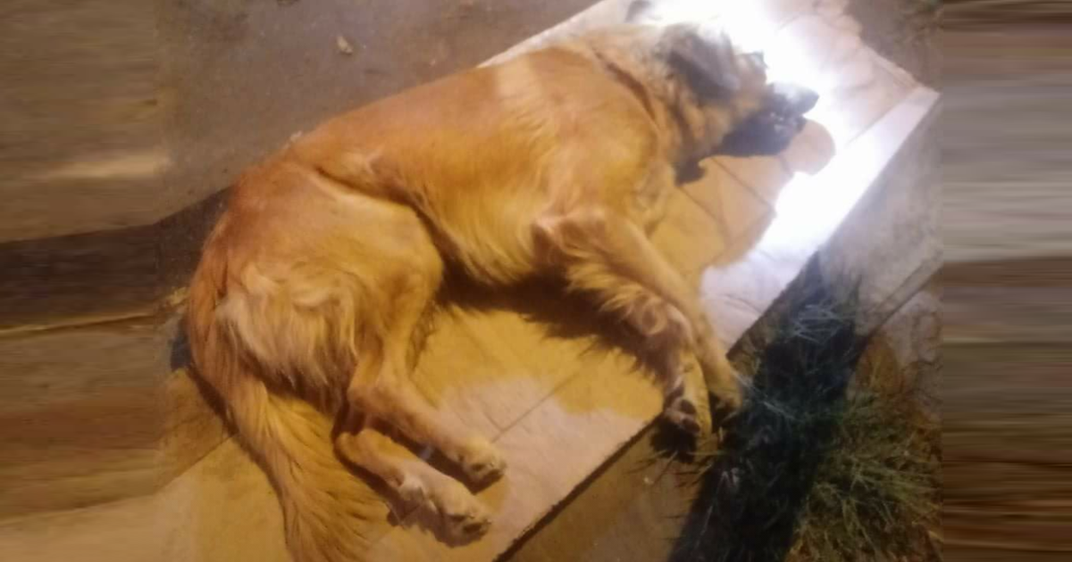 Justicia por matanza de nuestros perritos callejeros en las calles