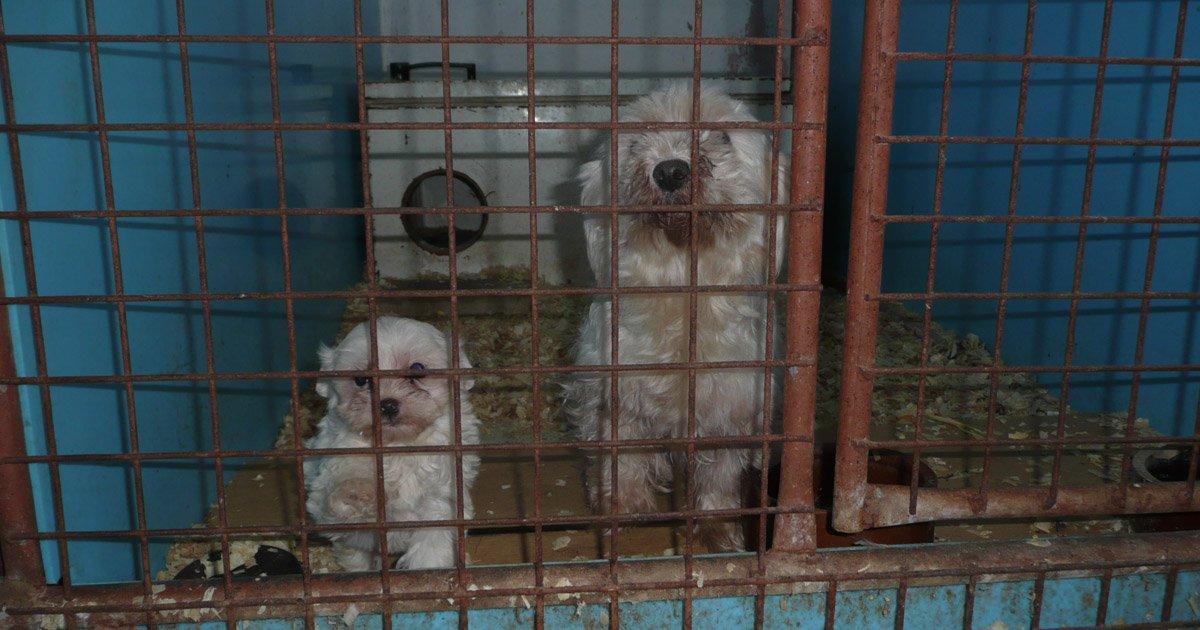 Benigno asignación Lanzamiento NO a las mafias del tráfico ilegal de perros procedentes del Este de  Europa, más control