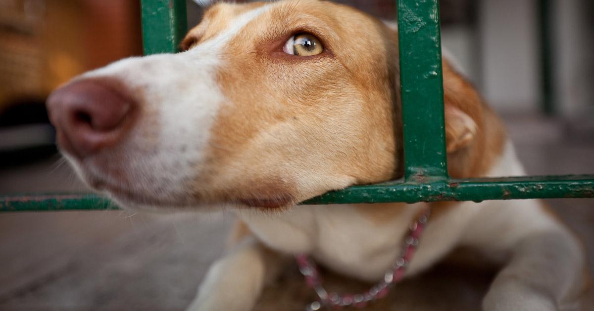 Que formulen una ley REAL de no asesinar a los perros  o gatos abandonados 