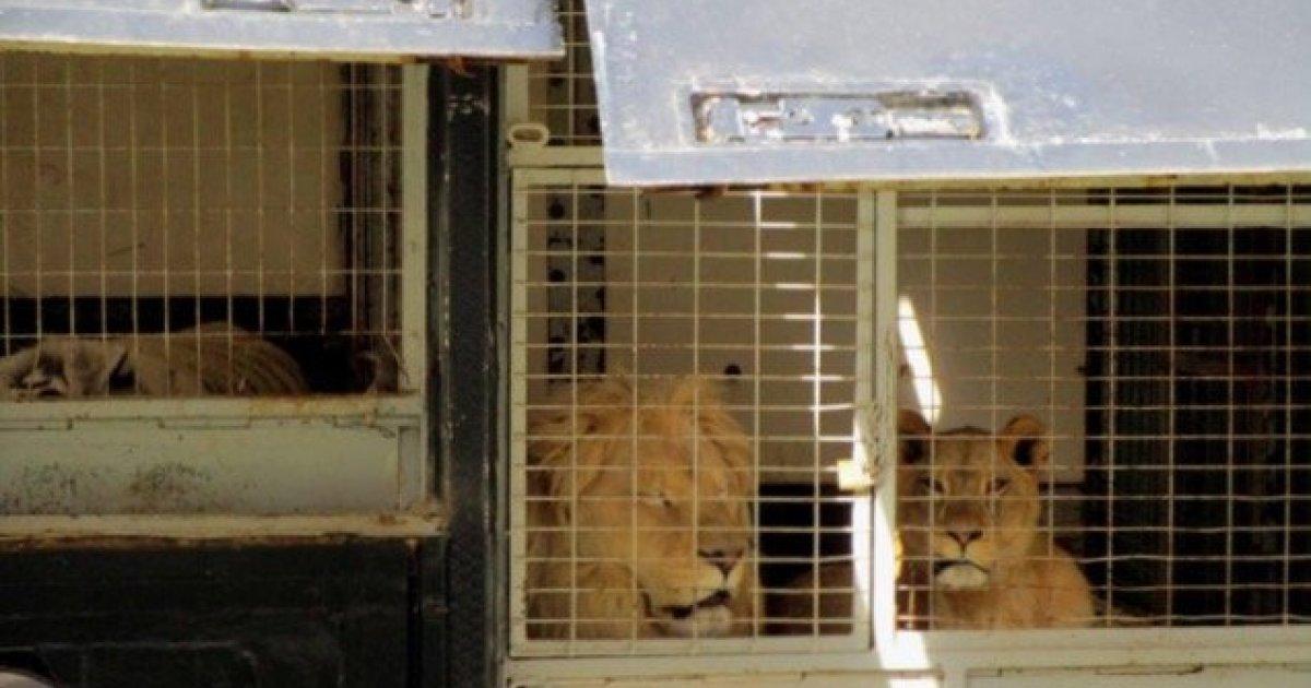 Salvemos a los animales del circo Kaos