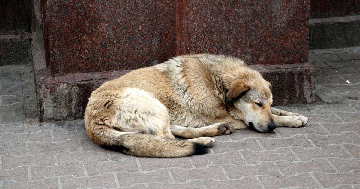 Salvemos a los perros abandonados