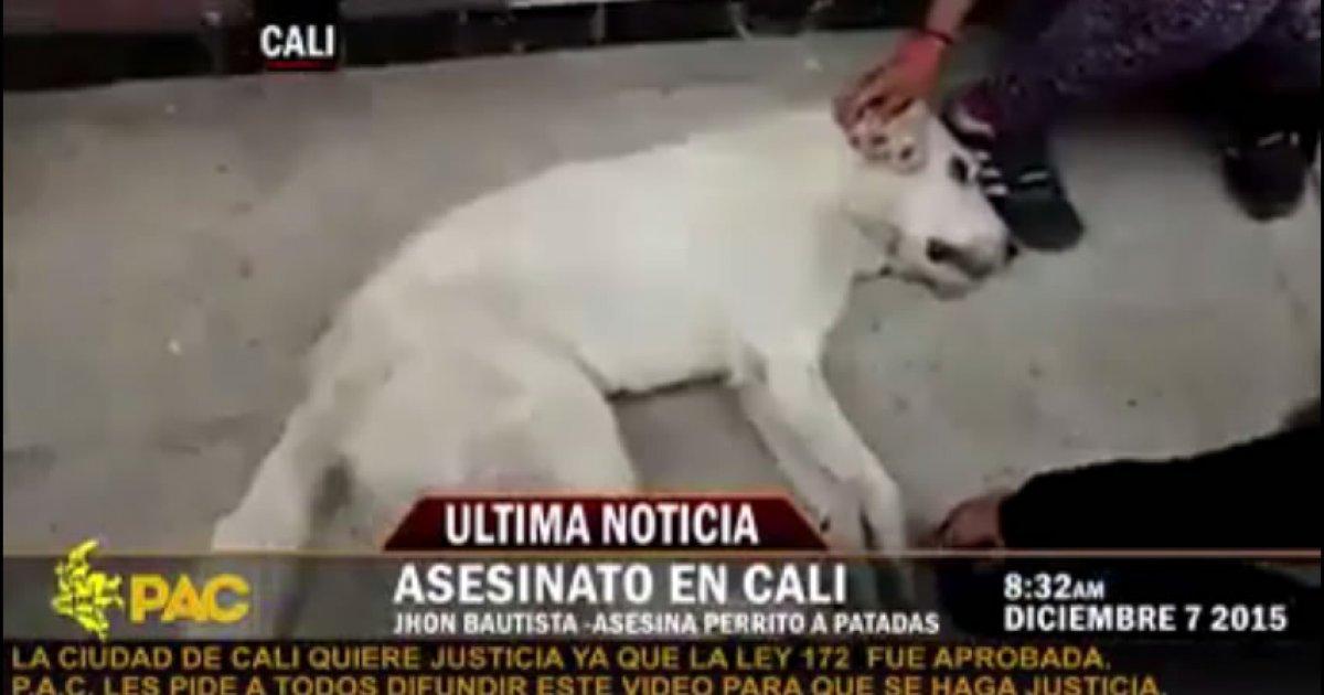 Prision para este Sujeto por Matar un Perro