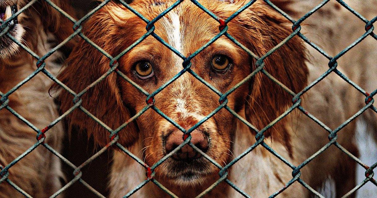 Salvar todos os animais de crueldades desumanas