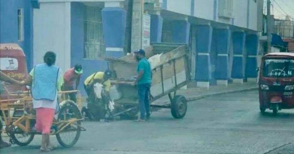 Abolir el uso de caballos, burros o animales de tiro para labores de recolección de basura