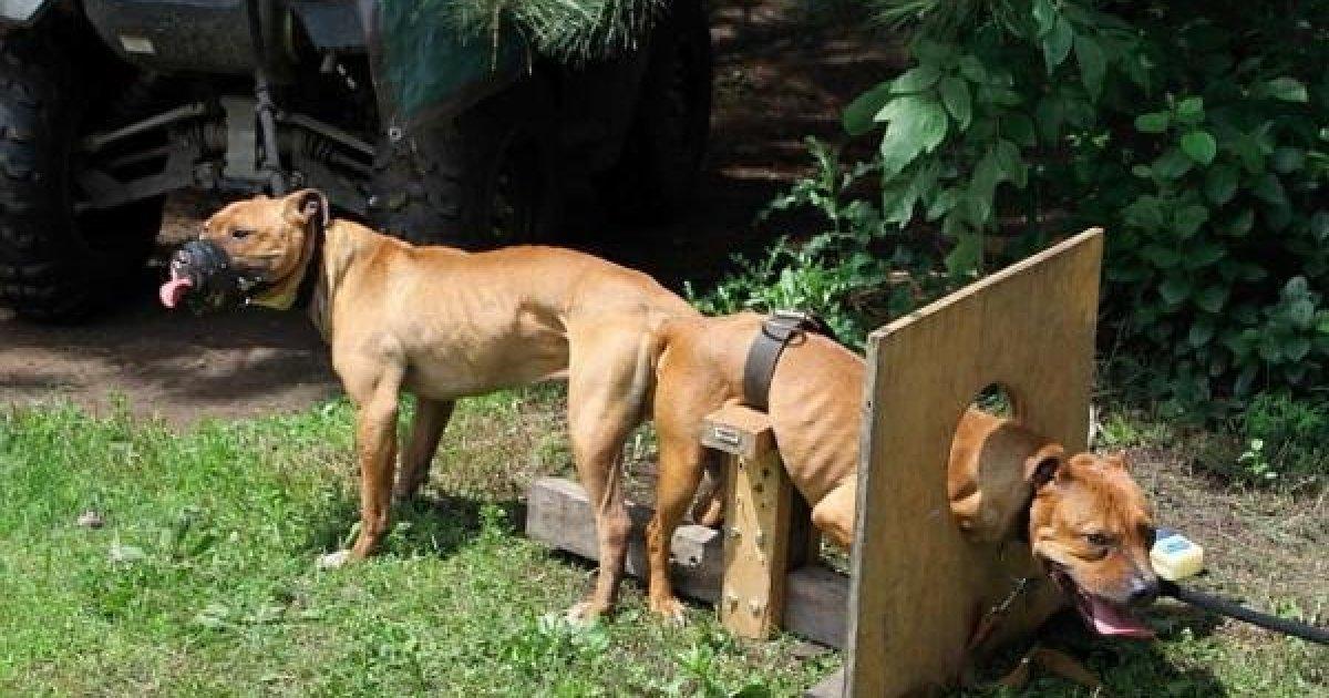 PROCHE éleveurs de chiens clandestins en Espagne