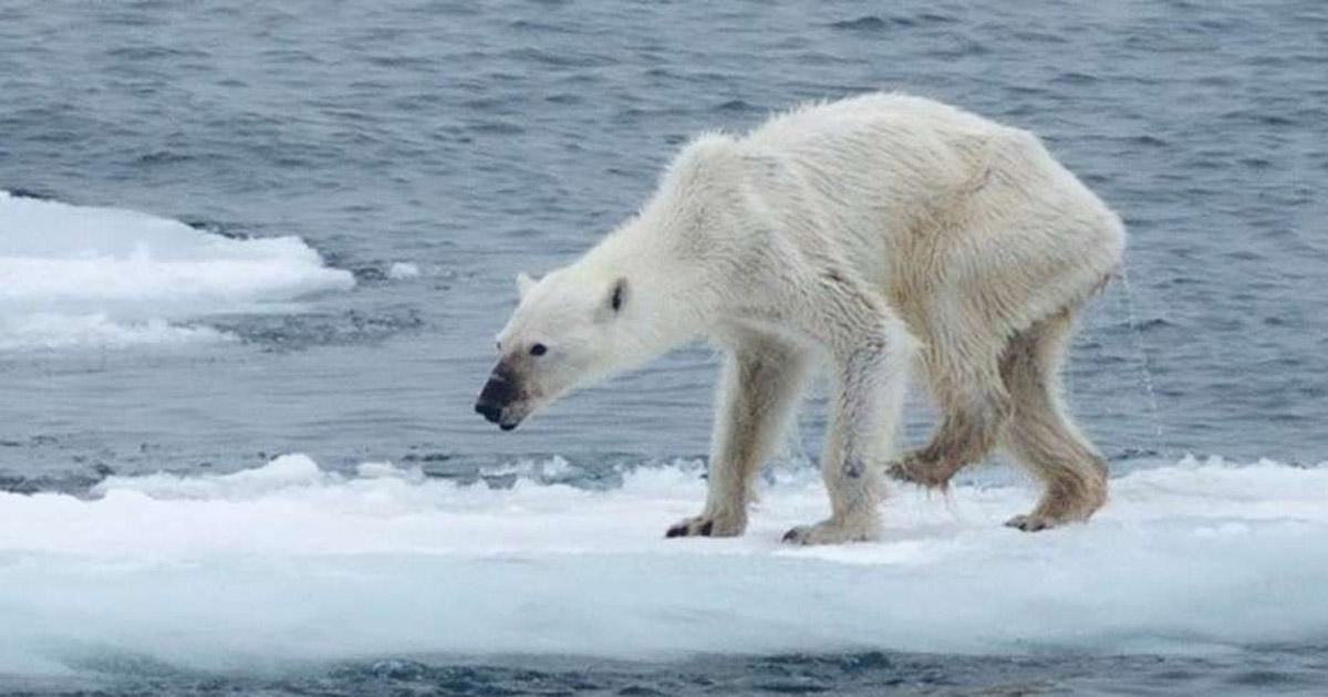 Trasladen a los osos polares para que puedan cazar focas y no se extingan