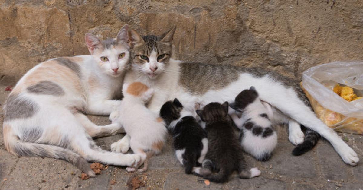 Basta de envenenar a los gatos, sí a las esterilizaciones