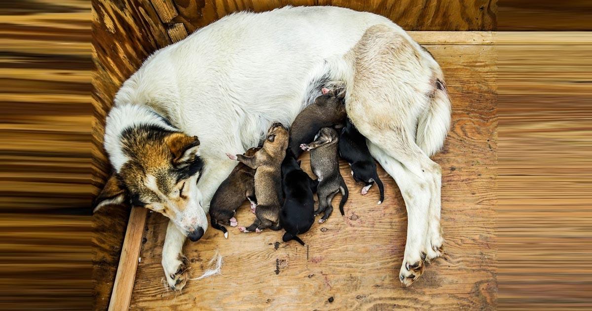 Castraciones gratuitas, que se valore el derecho de todo animal