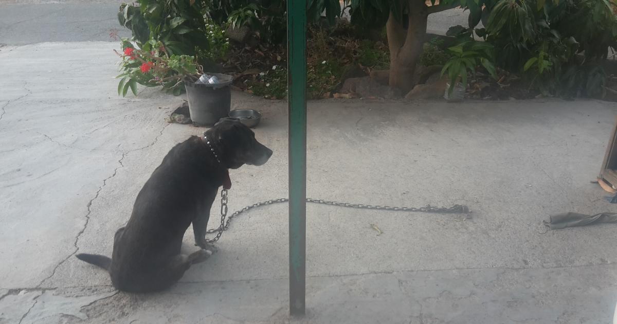 Soltar a un perro encadenado