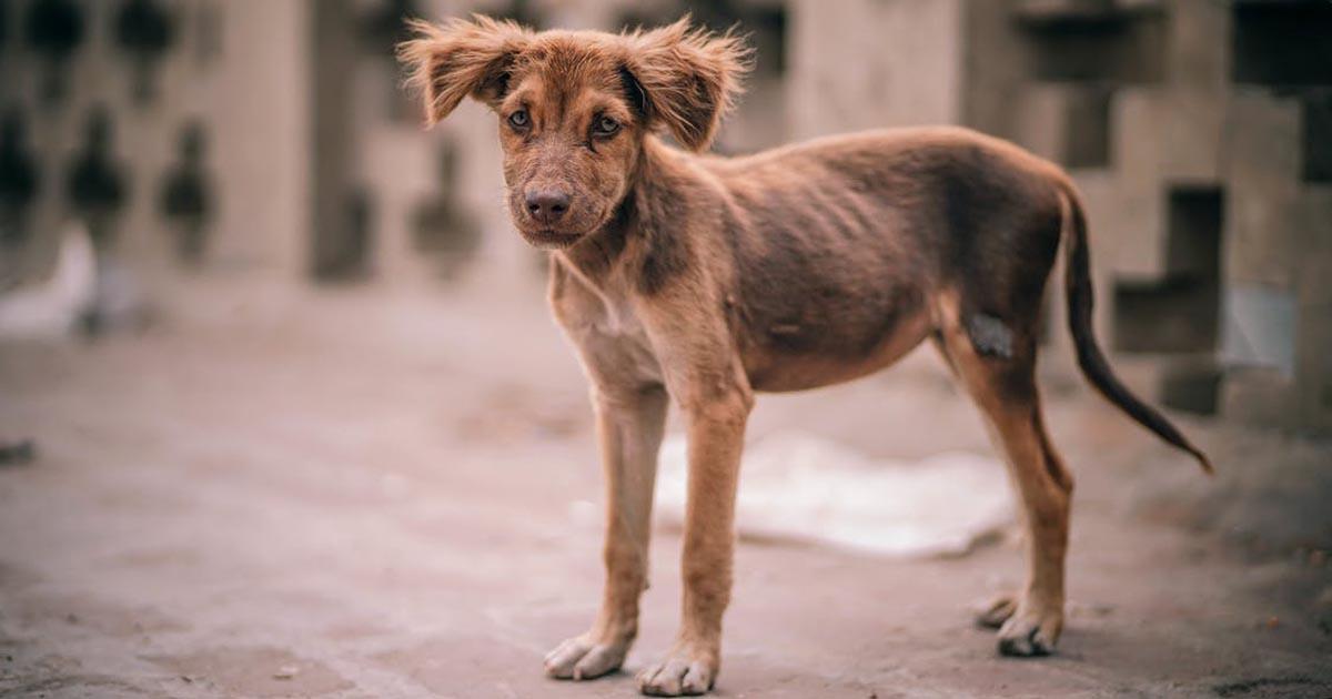 Obligación de poner chip a todos los perros/gatos que se tengan de mascota, bajo fuerte sanción económica