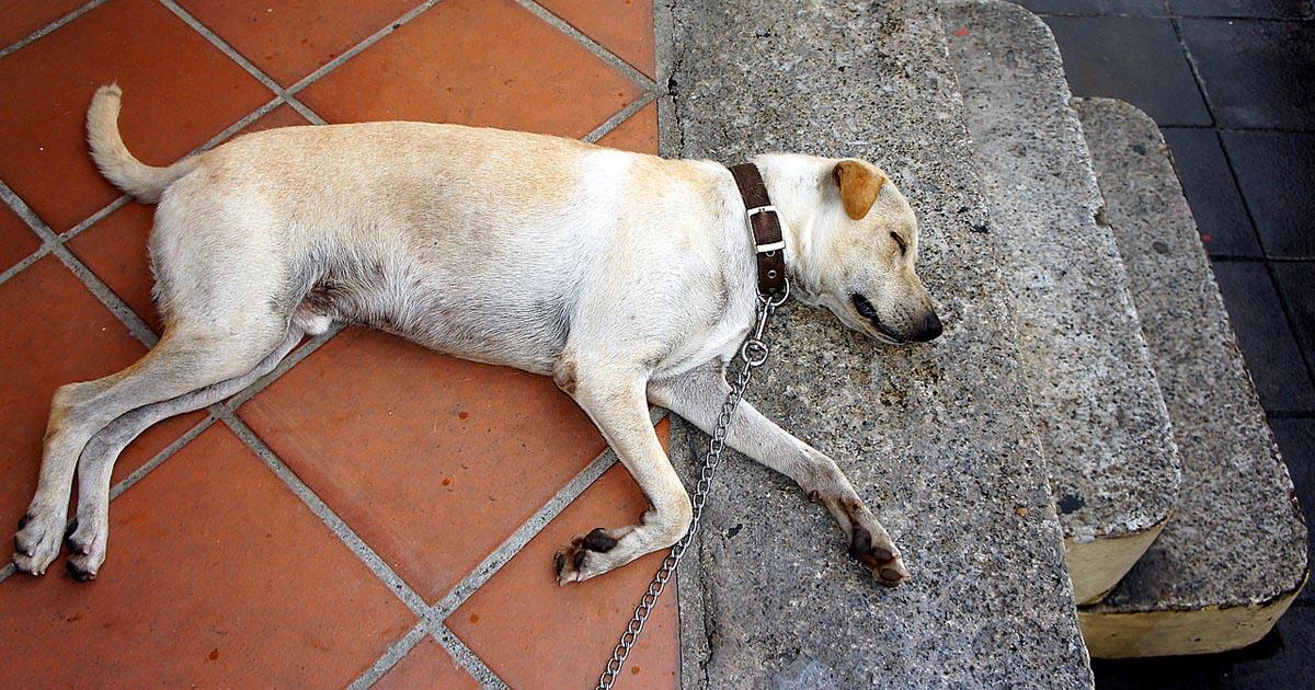 Salvemos a los perros y gatos de San Bernardino, Texcoco, México