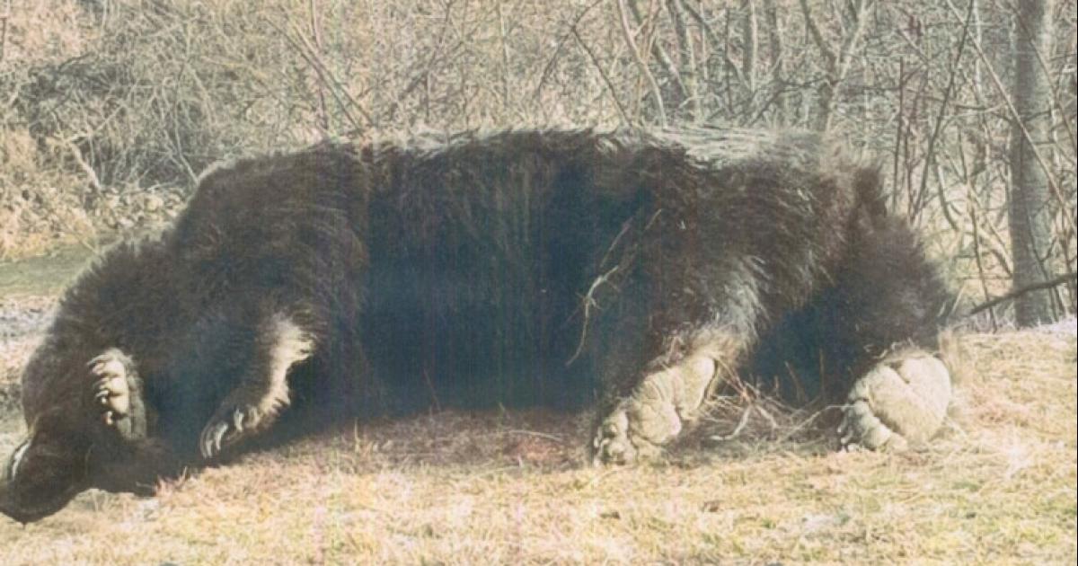 ¡Prohibir la caza! ¡Un oso de 17 años ha sido asesinado por el príncipe Emanuel de Liechtenstein!